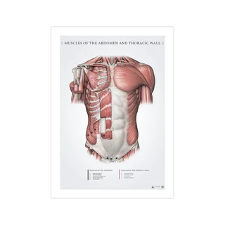 Vēdera un virspusējie krūšu muskuļi - anatomijas plakāts 50x70mm