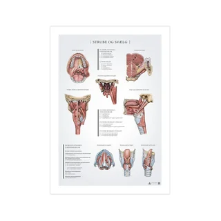 Rīkles un rīkles anatomijas plakāts 50x70mm