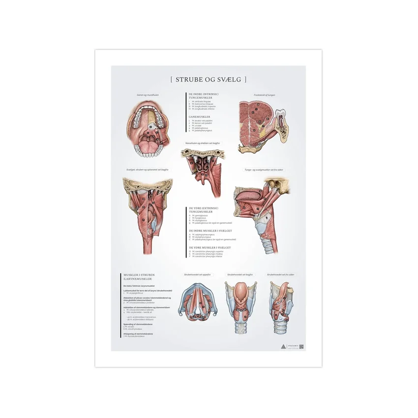 Rīkles un rīkles anatomijas plakāts 50x70mm