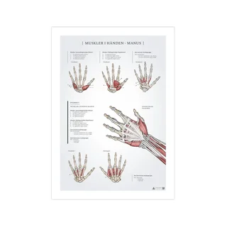 Plakāts "Muskuļi plaukstā" anatomijā, 50x70 mm