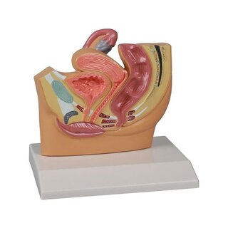 Sievietes vēdera modelis šķērsgriezumā, dabiskais izmērs