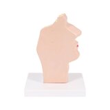 Mutes un rīkles anatomiskais modelis