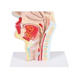 Mutes un rīkles anatomiskais modelis