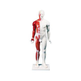 Ķīniešu akupunktūras figūra, vīrietis, 80 cm