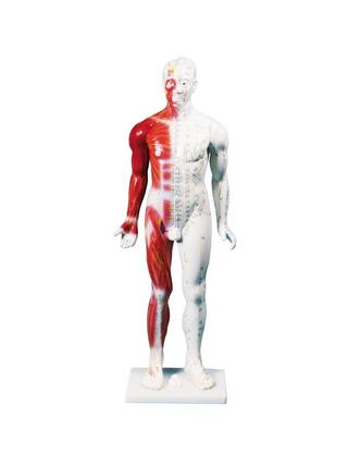 Ķīniešu akupunktūras figūra, vīrietis, 80 cm
