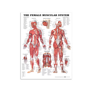 Sieviešu muskuļi - Anatomijas plakāts 51x66 cm