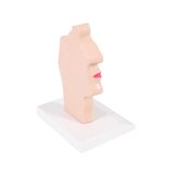 Mutes un rīkles anatomiskais modelis