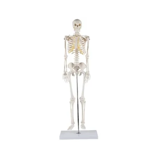 85 cm skeleta modelis ar augstu detaļu klāstu