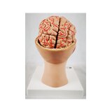 8 daļu smadzenes ar artērijām sadalītā galvā