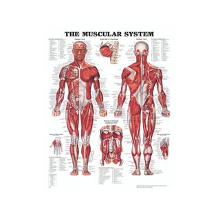 Anatomijas dēlis - Muskuļi (muskuļu sistēma)