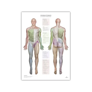 Dermatomas un ādas inervācijas zonas - plakāts 50x70 cm