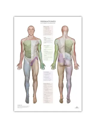 Dermatomas un ādas inervācijas zonas - plakāts 50x70 cm