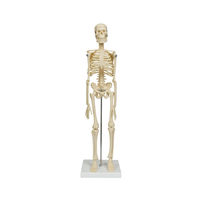 Mini skeleta modelis 45 cm
