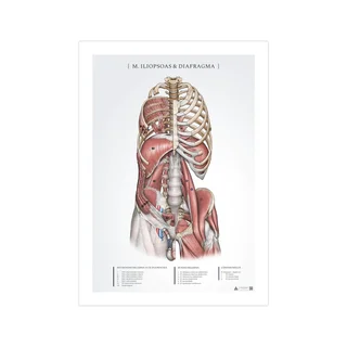 Anatomijas plakāts - Iliopsoas un diafragma