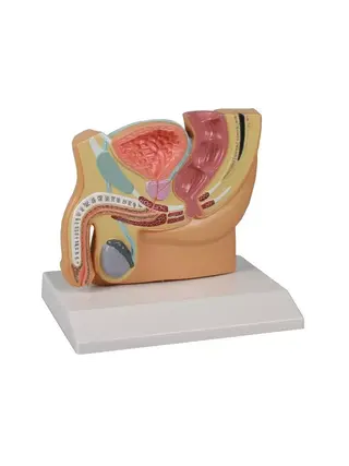 Vīriešu iegurņa sekcijas anatomijas modelis ar PBH