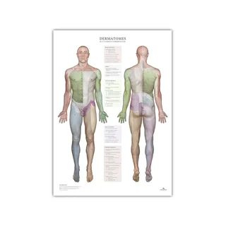 Dermatomas un ādas inervācijas zonas