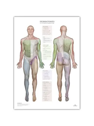 Dermatomas un ādas inervācijas zonas