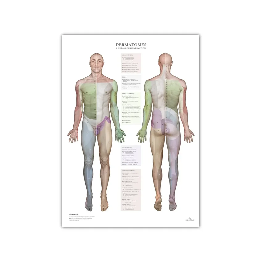 Dermatomas un ādas inervācijas zonas