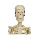Mini skeleta modelis 45 cm