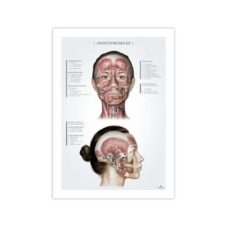 Sieviešu sejas muskuļi, anatomijas plakāts 50x70 mm