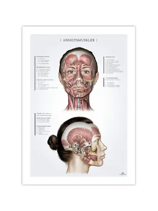 Sieviešu sejas muskuļi, anatomijas plakāts 50x70 mm