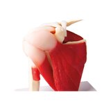 Plecu modelis ar muskuļiem un saitēm