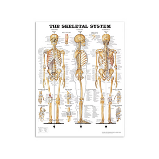 Anatomijas plakāts - Skeleta plakāts no augstas spīduma PET plastmasas plēves