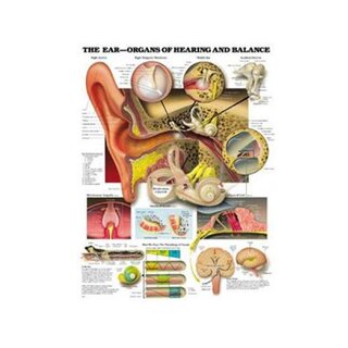 Auss anatomijas, dzirdes un līdzsvara funkcijas laminēts plakāts angļu valodā