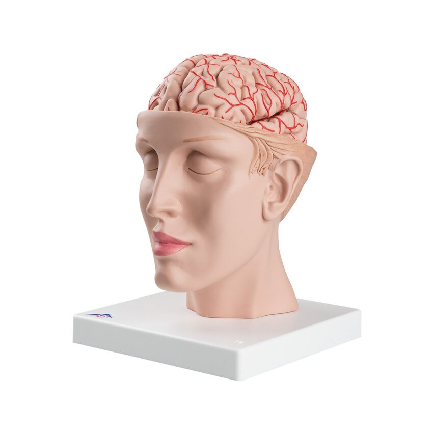 8 daļu smadzenes ar artērijām sadalītā galvā