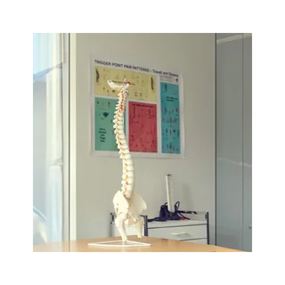 Elastīgs mugurkaula modelis ar nerviem, gūžas locītavu un statīvu