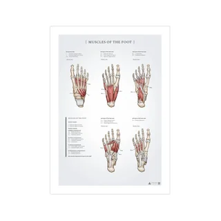Pēdas muskuļu anatomijas plakāts 50x70mm