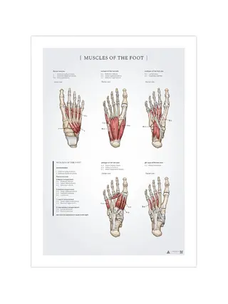 Pēdas muskuļu anatomijas plakāts 50x70mm