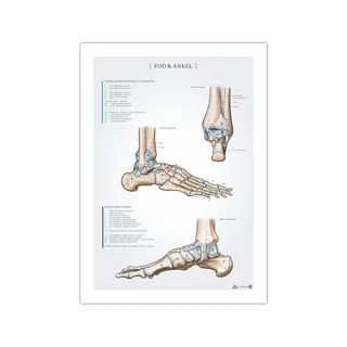 Pēdas un potītes anatomijas plakāts 50x70mm