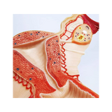 Sieviešu dzimumorgānu anatomijas modelis