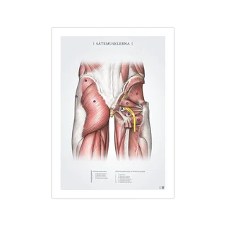 Sēžas muskuļu stienis 50x70 mm