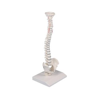 Mugurkaula miniatūra mugurkaula kolonna