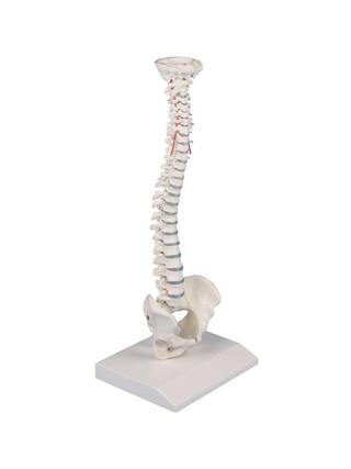Mugurkaula miniatūra mugurkaula kolonna