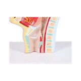 Mutes un rīkles anatomiskais modelis