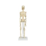 Mini skeleta modelis 45 cm
