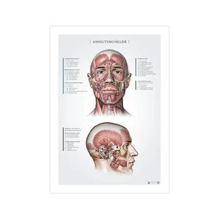 Sejas muskuļi, anatomijas ieraksti 50x70mm