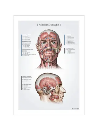 Sejas muskuļi, anatomijas ieraksti 50x70mm