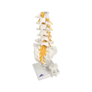 Jostas skriemeļu, krustu kaula un astes kaula elastīgais modelis — 3B Scientific