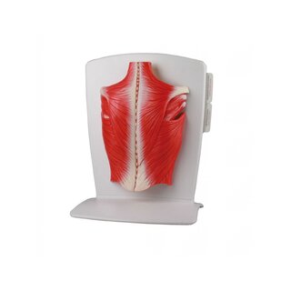 Muguras muskulatūras modelis 4 daļās