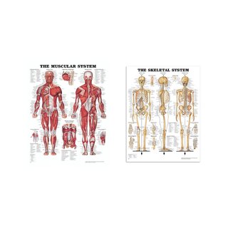Pilnīgs anatomijas komplekts - muskuļi un skelets