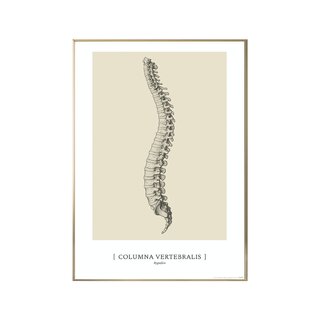 Anatomiskās mākslas plakāts - CLASSIC1
