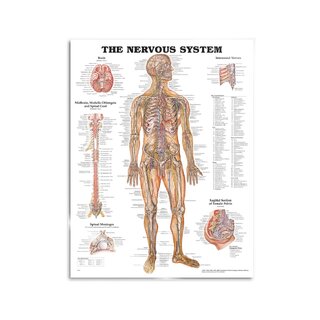 Anatomijas shēma - nervi, nervu sistēma