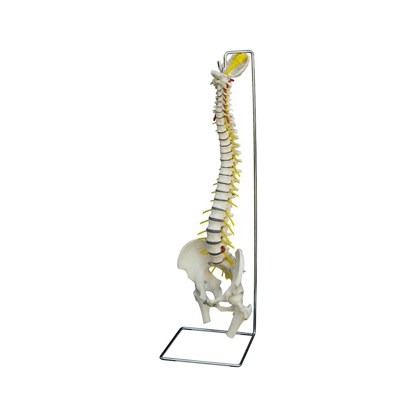 Rüdiger Anatomie - Mugurkaula modelis