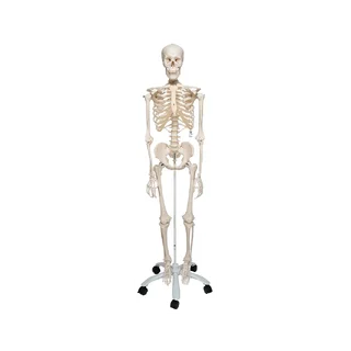 Īpaši izturīgs skeleta modelis