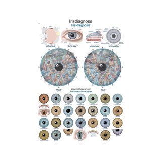 Varavīksnenes diagnostikas anatomijas tāfele ar diagrammu 50x70cm