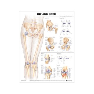 Anatomijas diagramma - gūža, celis
